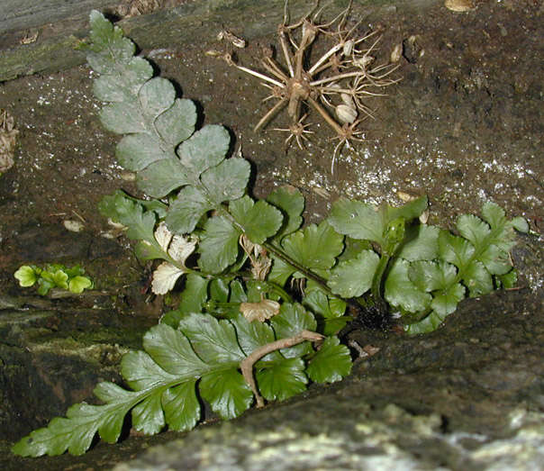 Image of Asplenium marinum L.