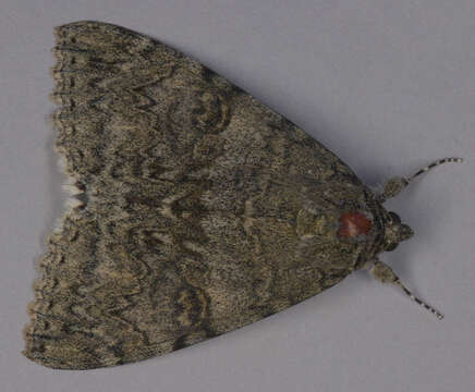 Image of red underwing