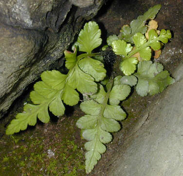 Image of Asplenium marinum L.