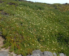 Слика од Carpobrotus edulis subsp. edulis