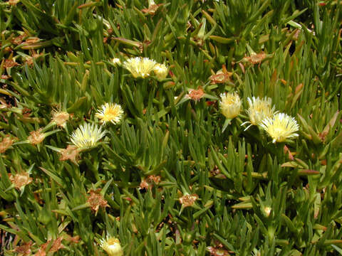 Plancia ëd Carpobrotus edulis subsp. edulis