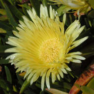 Image of Carpobrotus edulis subsp. edulis