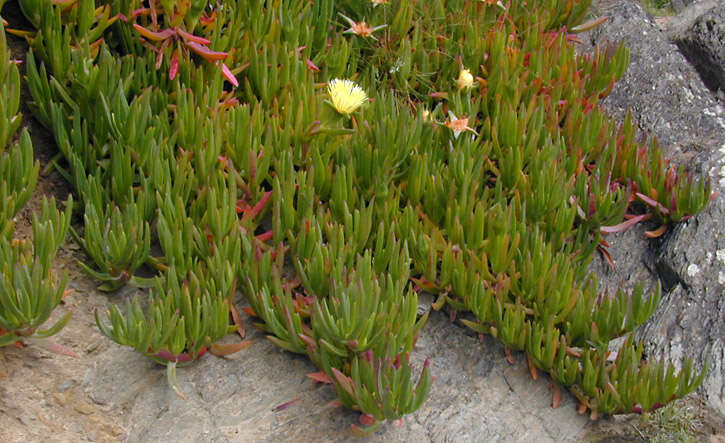 Plancia ëd Carpobrotus edulis subsp. edulis