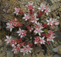 Image of Sedum anglicum Hudson