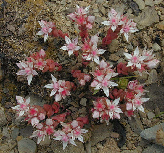 Image of Sedum anglicum Hudson