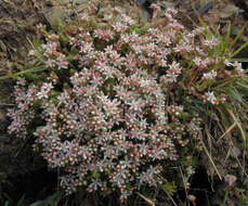 Image of Sedum anglicum Hudson