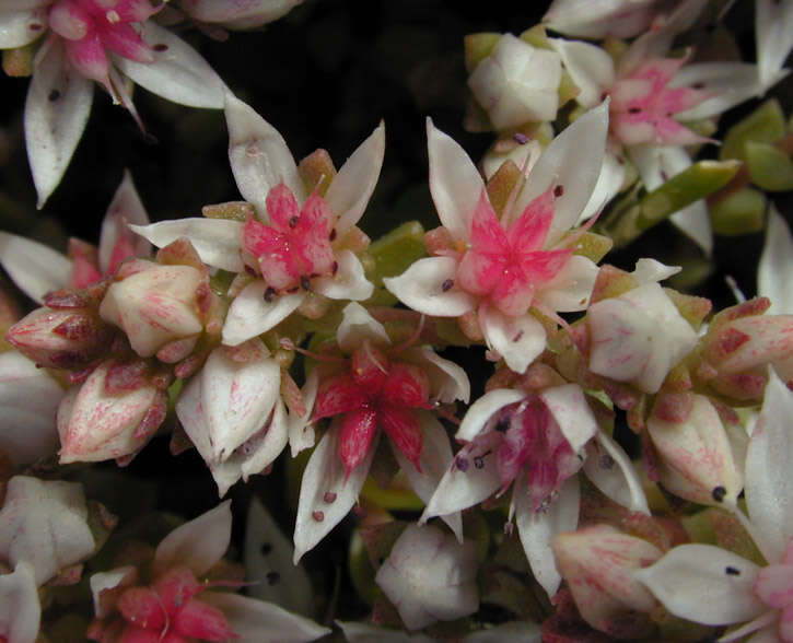 Image of Sedum anglicum Hudson