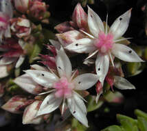 Image of Sedum anglicum Hudson