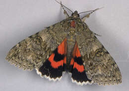 Image of red underwing