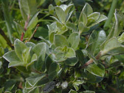 Image of Salix arenaria L.