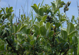 Image of Salix arenaria L.