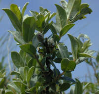 Image of Salix arenaria L.