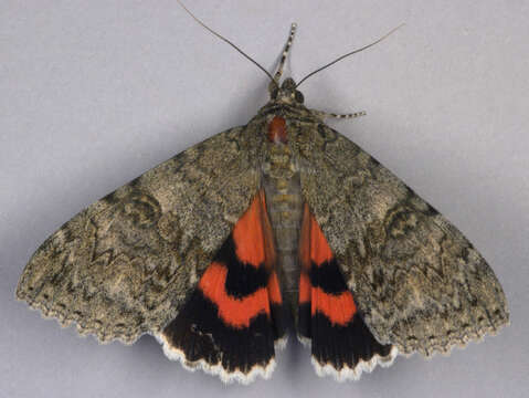 Image of red underwing