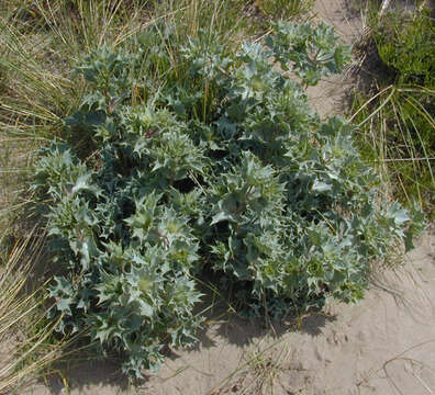 Image de Panicaut de mer