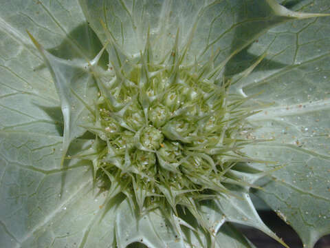 Image of sea-holly