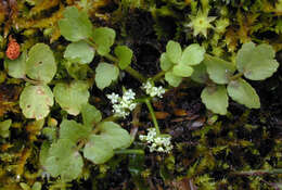 Image of Fool's-Watercress