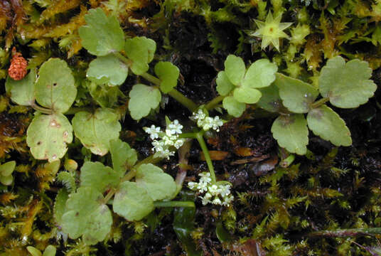 Imagem de Helosciadium nodiflorum (L.) Koch