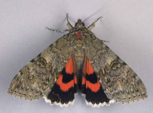 Image of red underwing