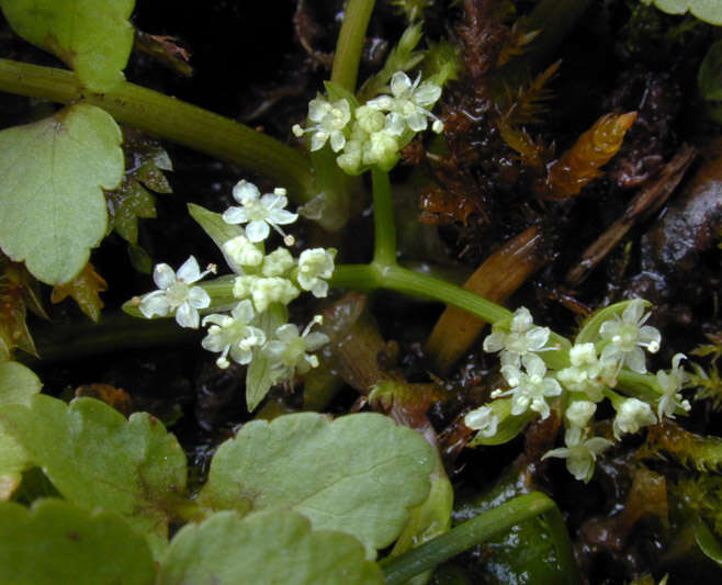 Helosciadium nodiflorum (L.) Koch resmi