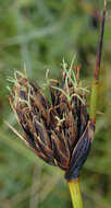 Image of Black Bog-rush