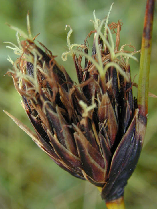 Image of Black Bog-rush