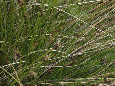 Image of Black Bog-rush