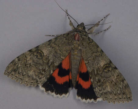 Image of red underwing