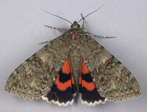 Image of red underwing