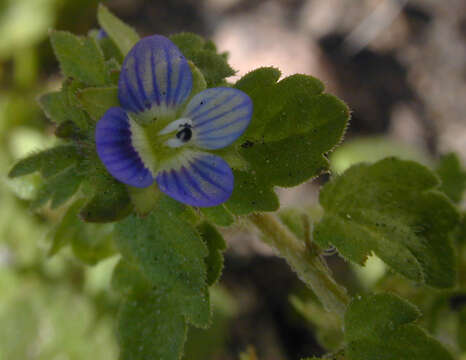 Image of Grey Field-speedwell