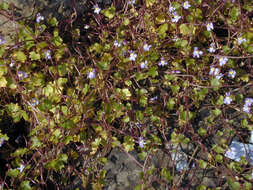 Image de Cymbalaria muralis subsp. muralis