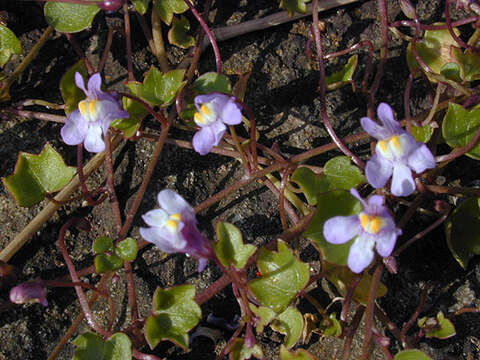 Image de Cymbalaria muralis subsp. muralis