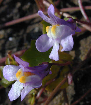 Image de Cymbalaria muralis subsp. muralis