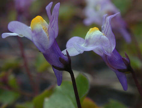 Image de Cymbalaria muralis subsp. muralis