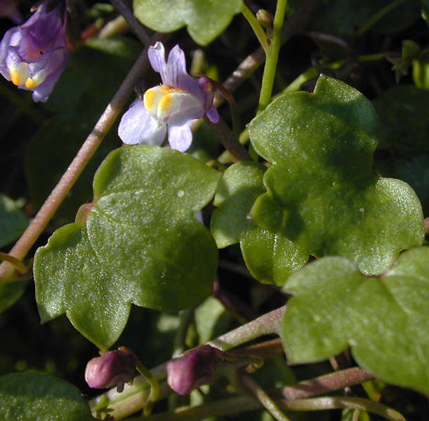 Image de Cymbalaria muralis subsp. muralis