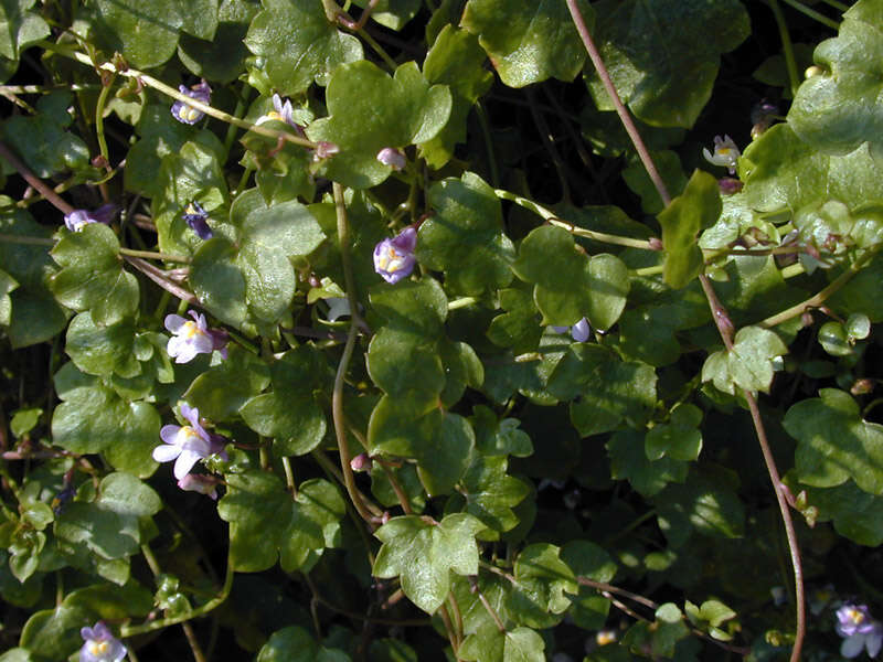 Image de Cymbalaria muralis subsp. muralis