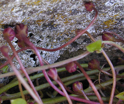 Image de Cymbalaria muralis subsp. muralis