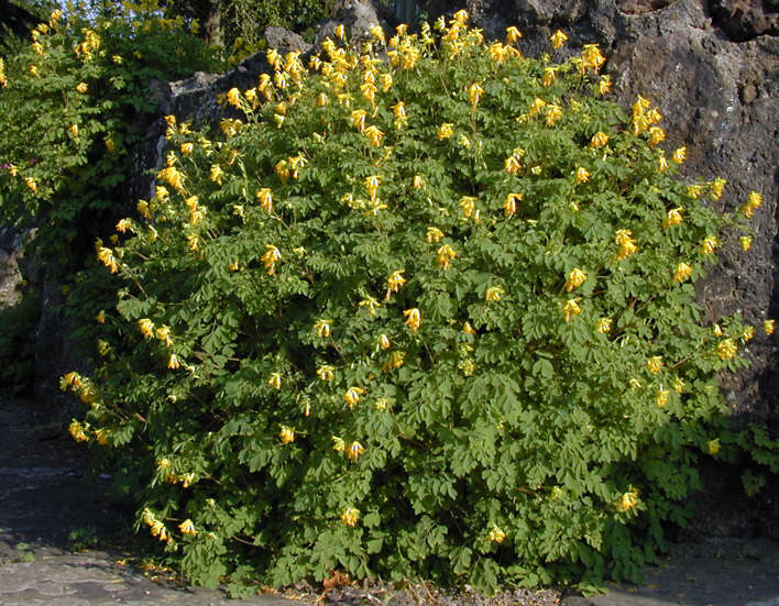 Image of yellow corydalis