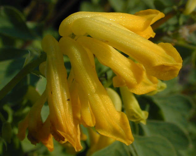 Image of yellow corydalis