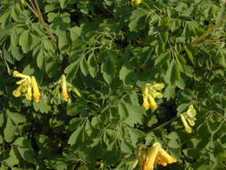 Image of yellow corydalis