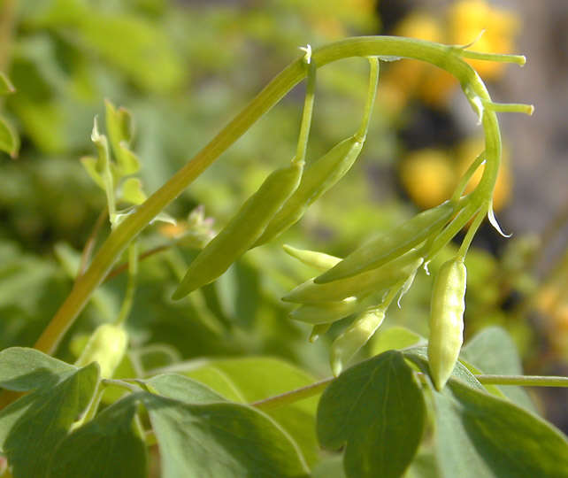 Image of yellow corydalis