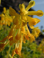 Image of yellow corydalis