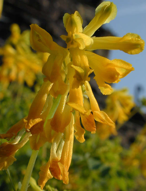 Image of yellow corydalis