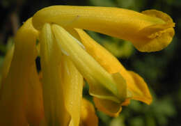 Image of yellow corydalis