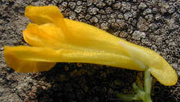 Image of yellow corydalis