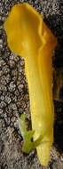 Image of yellow corydalis