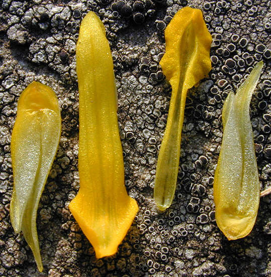 Image of yellow corydalis