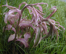 Image of Violet Helleborine