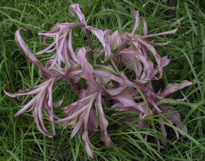 Image of Violet Helleborine