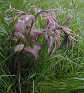 Image of Violet Helleborine