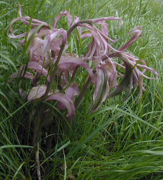 Image of Violet Helleborine